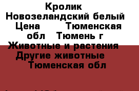 Кролик - Новозеландский белый › Цена ­ 3 - Тюменская обл., Тюмень г. Животные и растения » Другие животные   . Тюменская обл.